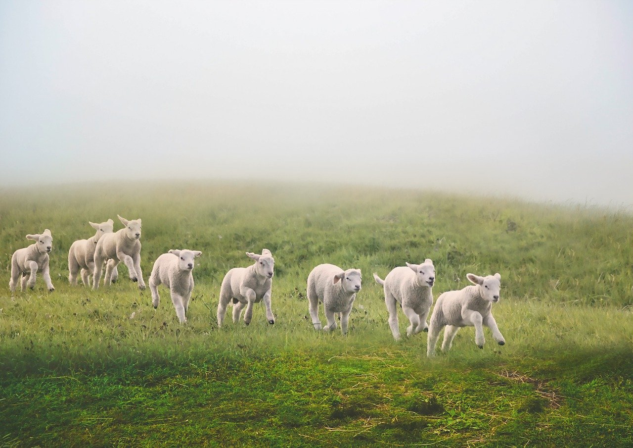 sheep, field, meadow-7624635.jpg